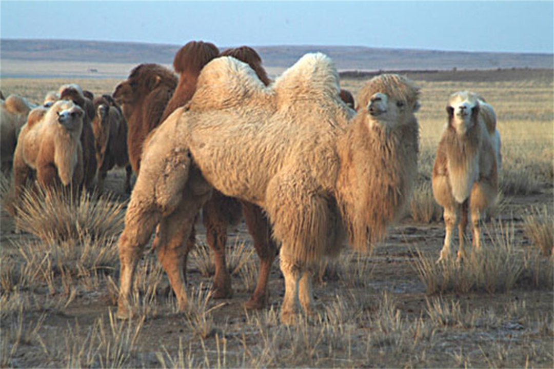 大象为什么不被其他动物吃掉,为什么食肉动物不吃大象