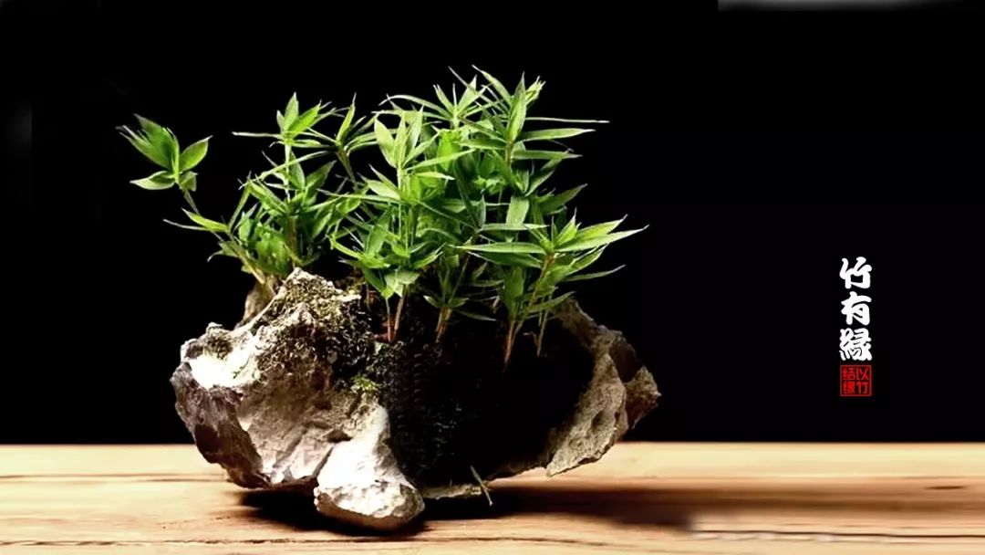 竹子浇水诀窍,竹子浇水的正确方法