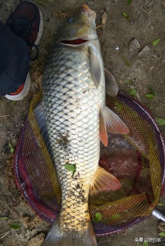 野钓鲤鱼不开口怎么回事,钓鲤鱼鱼不开口的解决方法