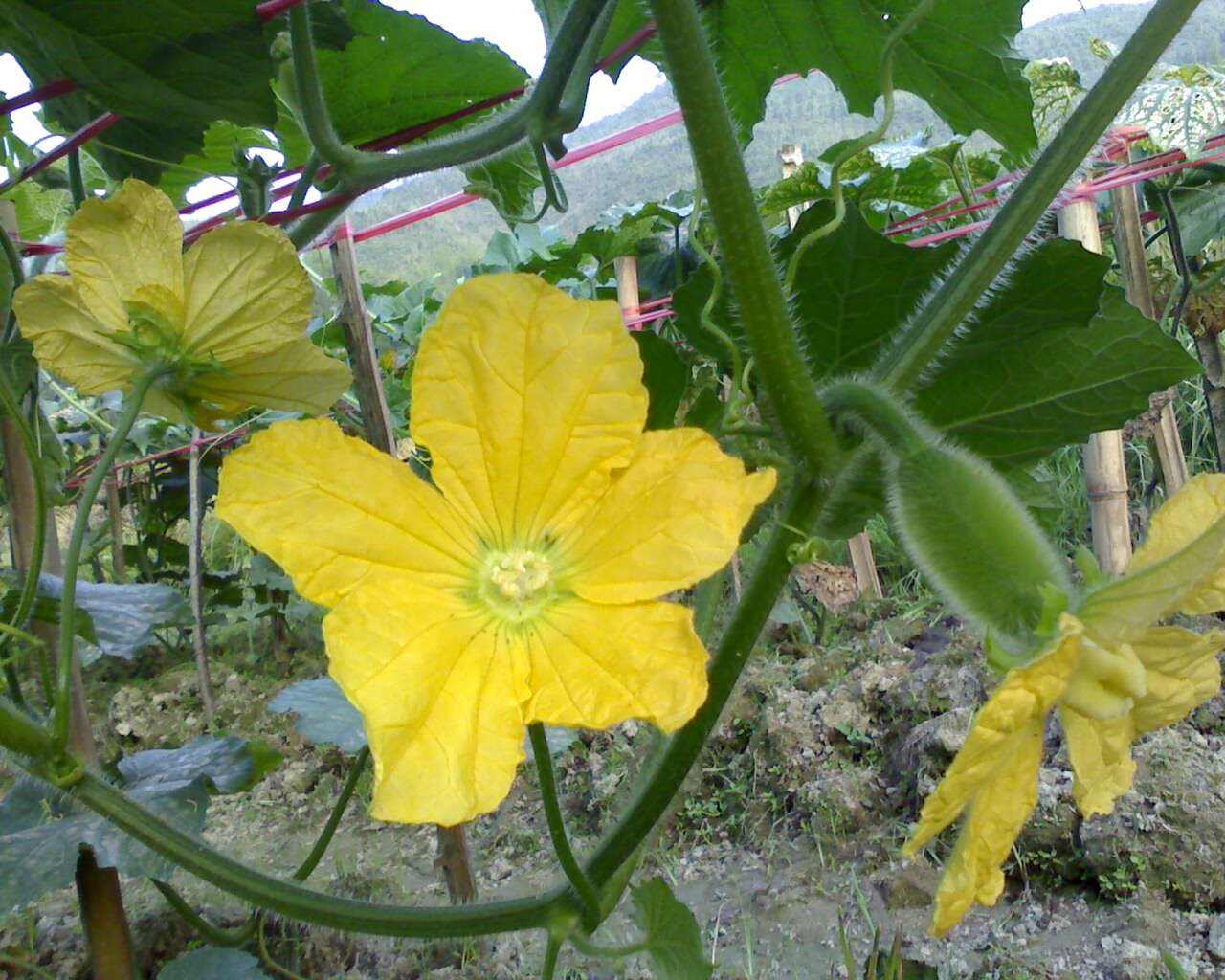 冬瓜怎么管理高产,冬瓜怎么管理才多结瓜