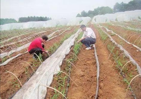 立夏种姜的方法,立夏种姜视频教程
