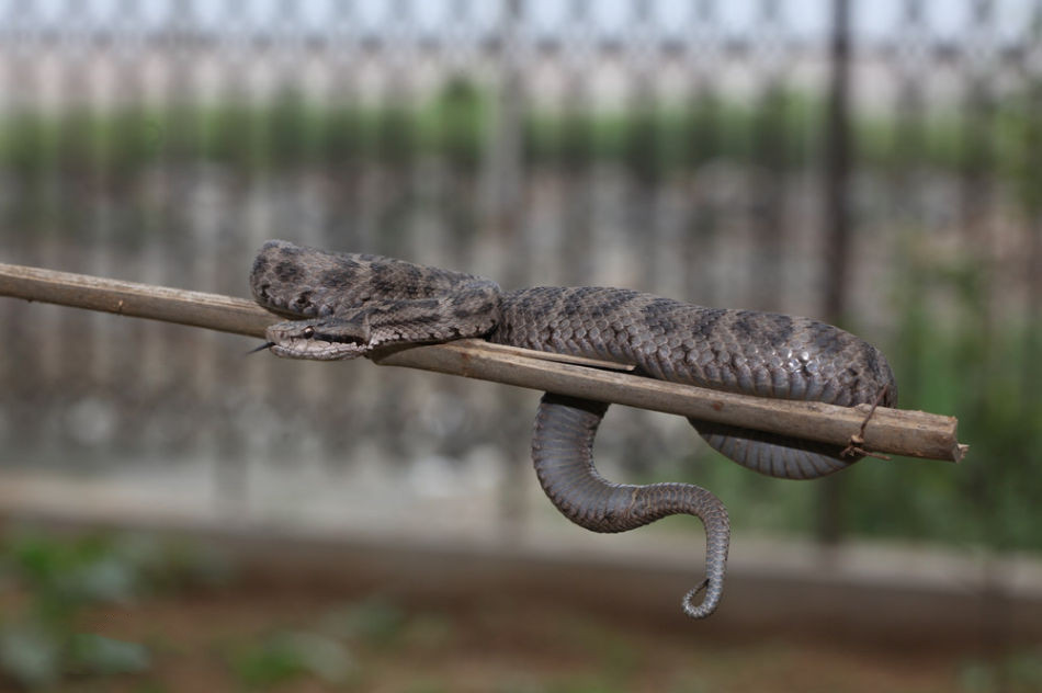 有毒蛇标志,有毒蛇的视频