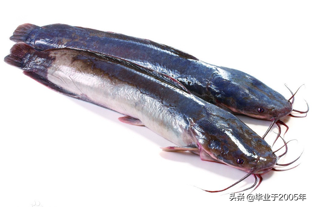 大连旅顺野钓淡水鱼的地方,大连近海常见鱼类图鉴