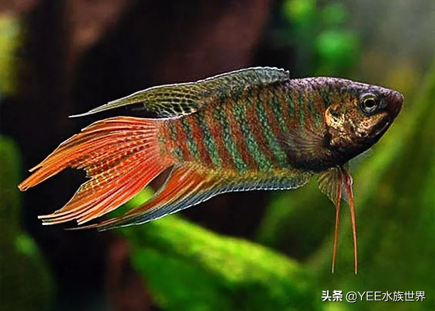 新手缸养国斗,新手养国斗