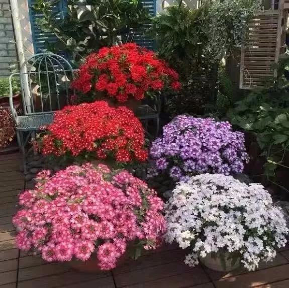 哪些花是开花机器,开花最香最好看繁殖能力还强的花