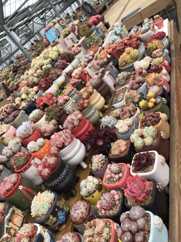 惊艳的韩国多肉,让人震撼的多肉