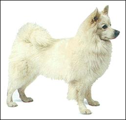 不掉毛无体味性格温顺的小型犬,宠物狗大全表