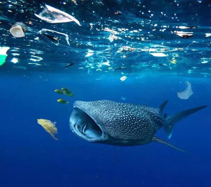 1116只鲨鱼被塑料缠住，不及余文乐发布一则视频引发的“痛感”