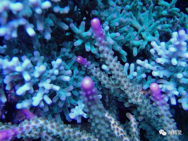 为什么一定要爆藻,为什么国人对鱼情有独钟