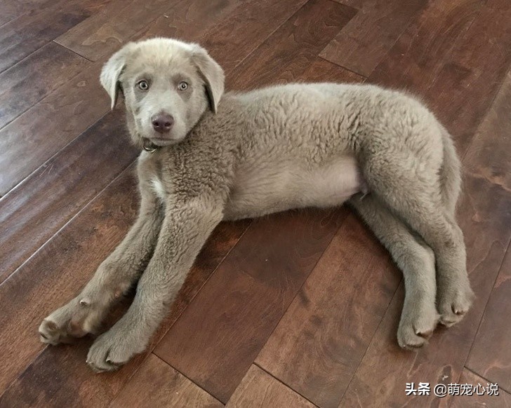 串串狗到底是什么品种的狗狗,什么品种的串串狗最可爱