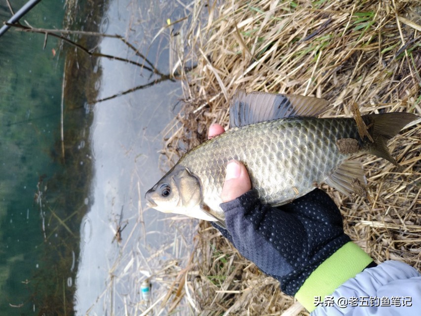 春季钓鲫技巧和方法,冬钓鲫的最佳调钓方法