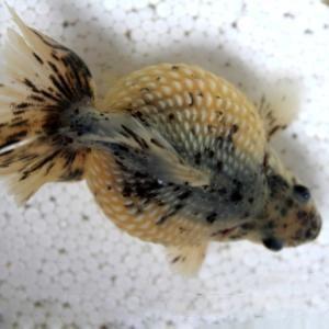 精品皮球珍珠金鱼图片,龙睛珍珠鳞金鱼