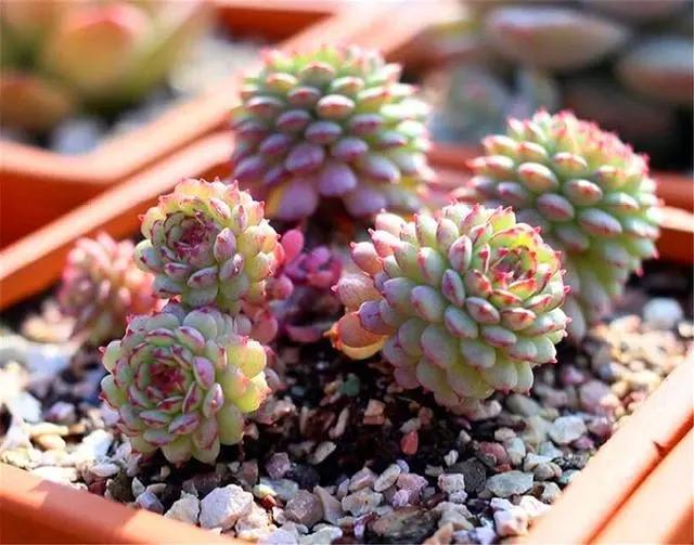 多肉中的“萌宠小萝莉”，养护注意这3点，娇俏可爱，颜色粉嫩