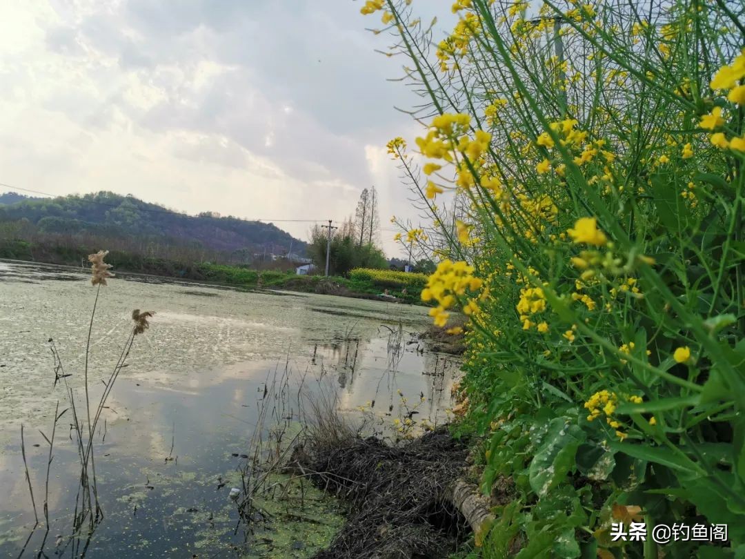 路亚钓黑鱼打不远怎么办,夏季黑鱼只追不咬饵什么原因