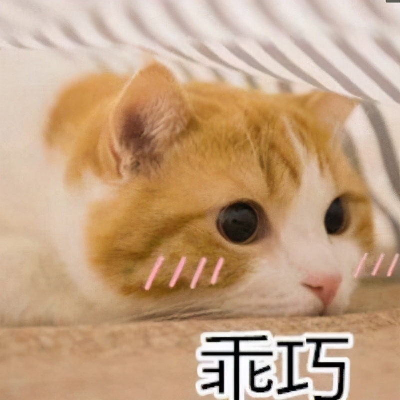 斑点狗小到大的变化,斑点狗jsk和全套有什么区别