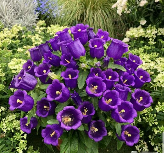 铃儿响叮当双音和弦五线谱,铃儿响叮当三级长笛