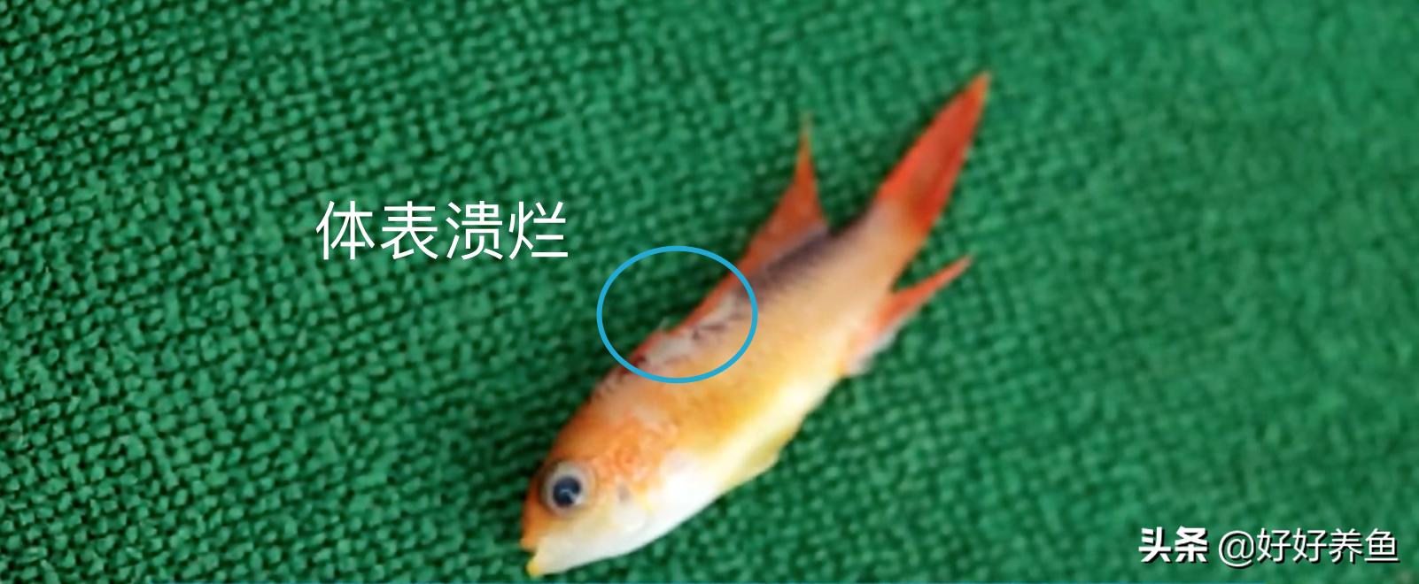 如何治疗鱼病不入坑,怎么治疗鱼病