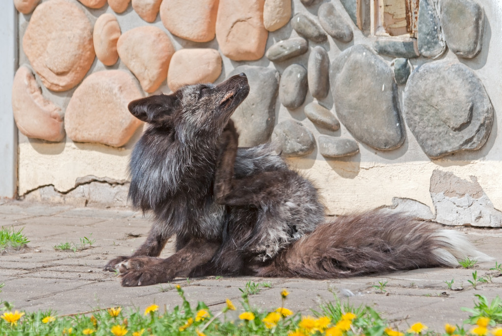 狗狗忠诚度排行榜数一数二的犬种,对主人绝对忠诚的十大狗狗排名
