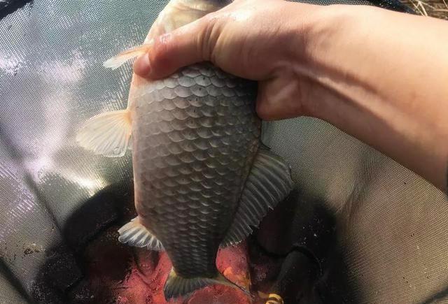 现在的蓝鲫怎么不好用了,为什么蓝鲫只有香腥