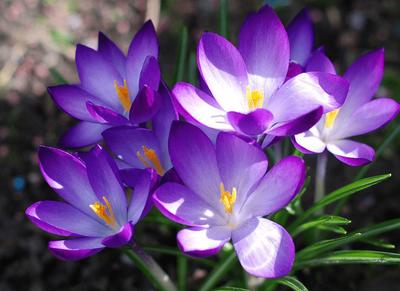 最新世界十大最贵的食物,世界上最贵的十种食物排名