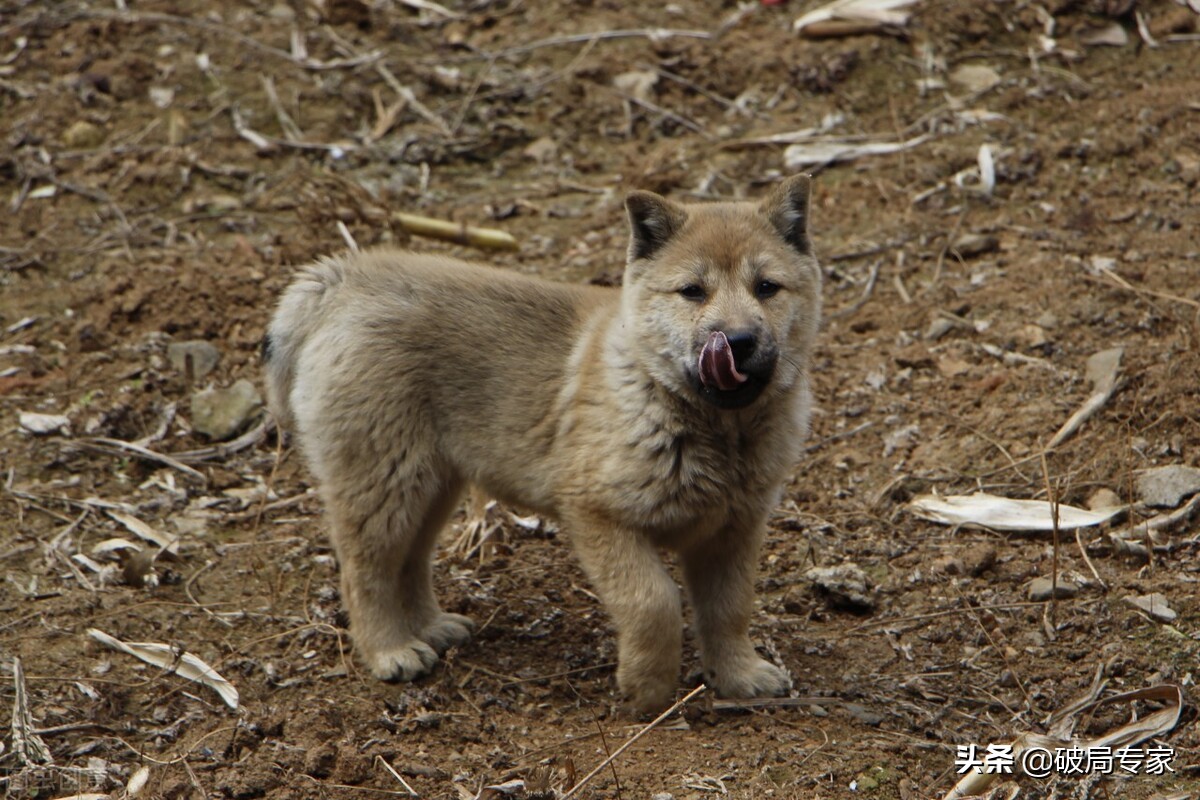 如何养殖土狗子,土狗养殖销路怎么解决