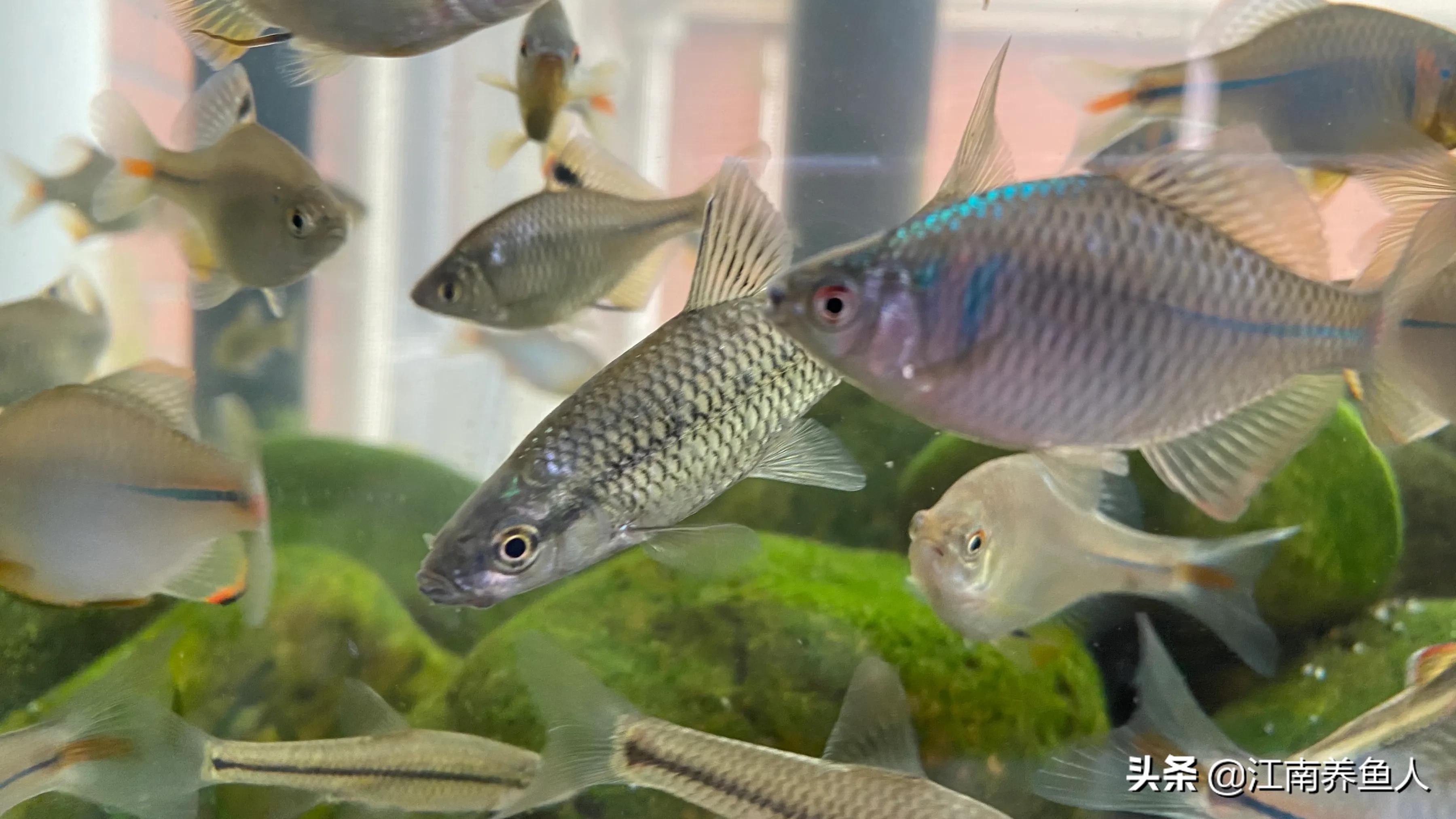 如何让鱼缸里藻类变成绿藻,鱼缸长绿藻哪种生物清理好