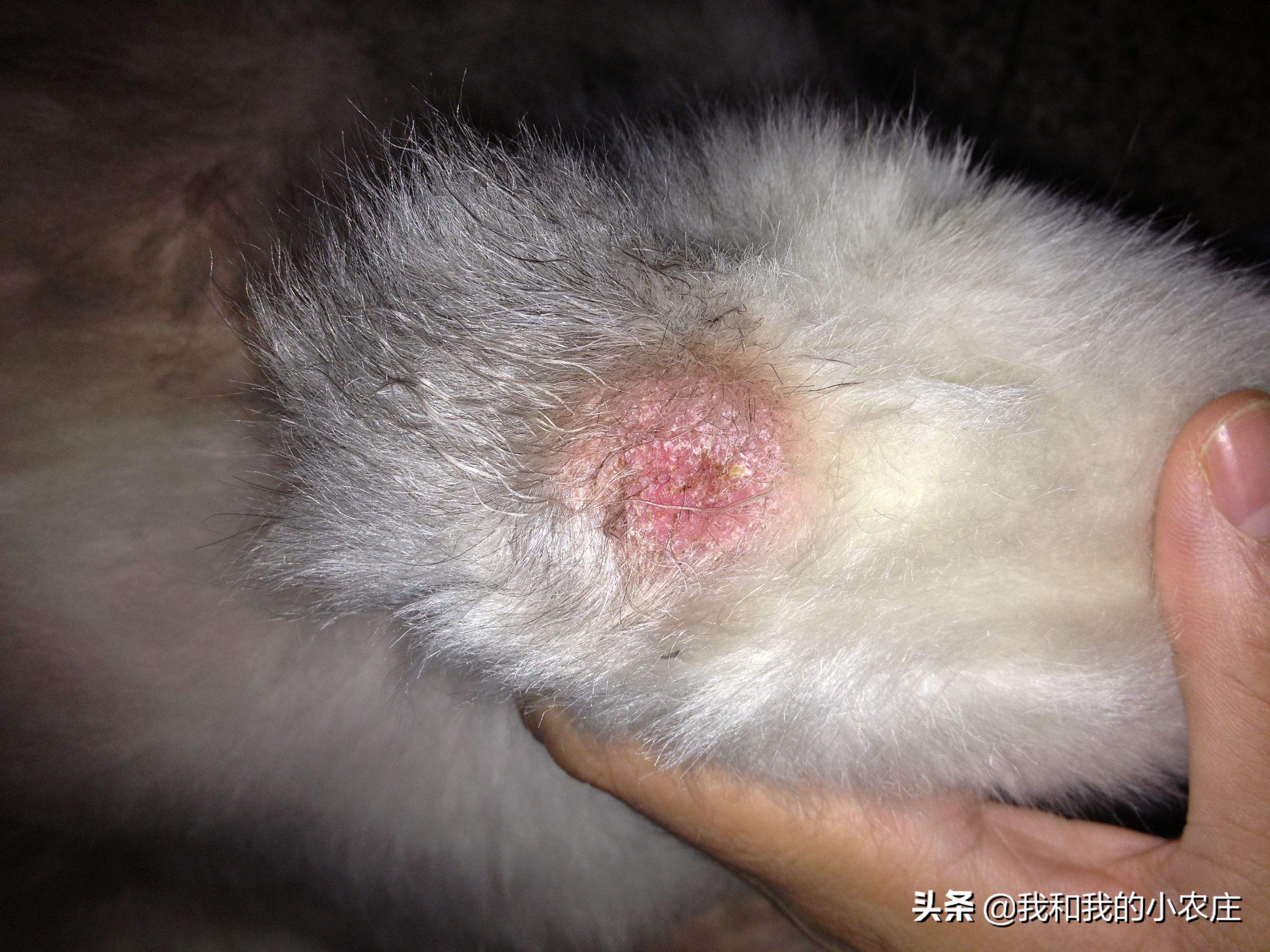 羔羊被蜱虫咬了怎么办,羔羊20天有螨虫怎么治