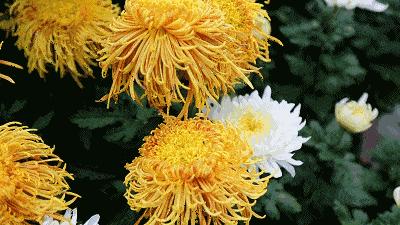 浅秋,落字为安,淡暖清欢