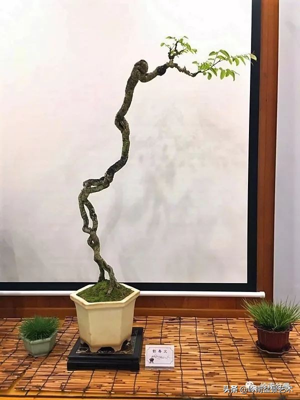 以根代杆下细上粗式盆景图片,各种老根盆景