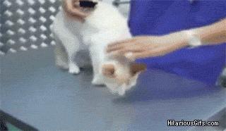 怎样催眠小猫咪,如何催眠一只小猫咪