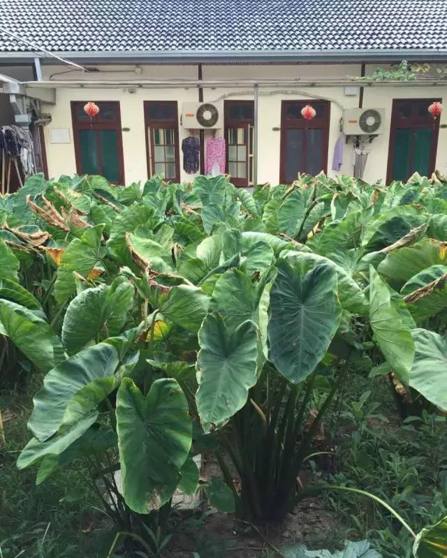 为何老了进养老院是最好的选择,当代年轻人老了以后选养老院标准