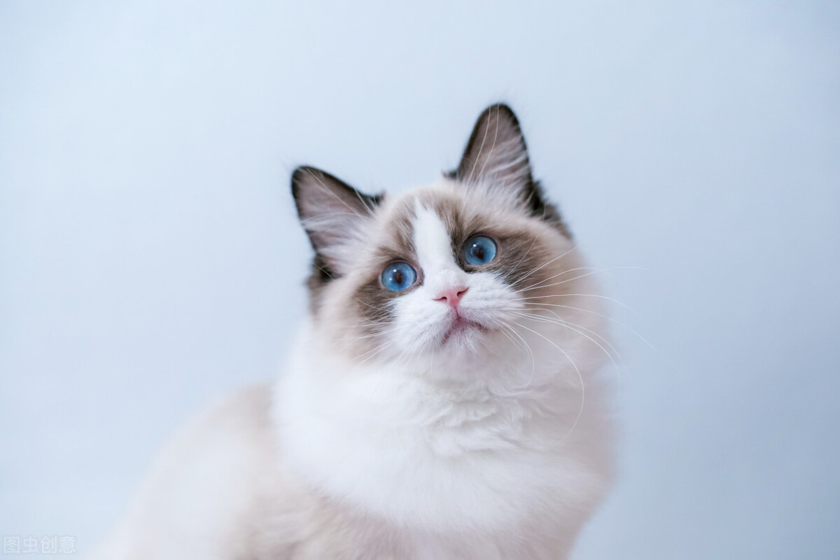 你不知道的猫咪小常识,你不知道的猫咪冷知识动漫