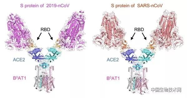 西湖大学新冠肺炎,中国新冠病毒夺去了多少人的生命