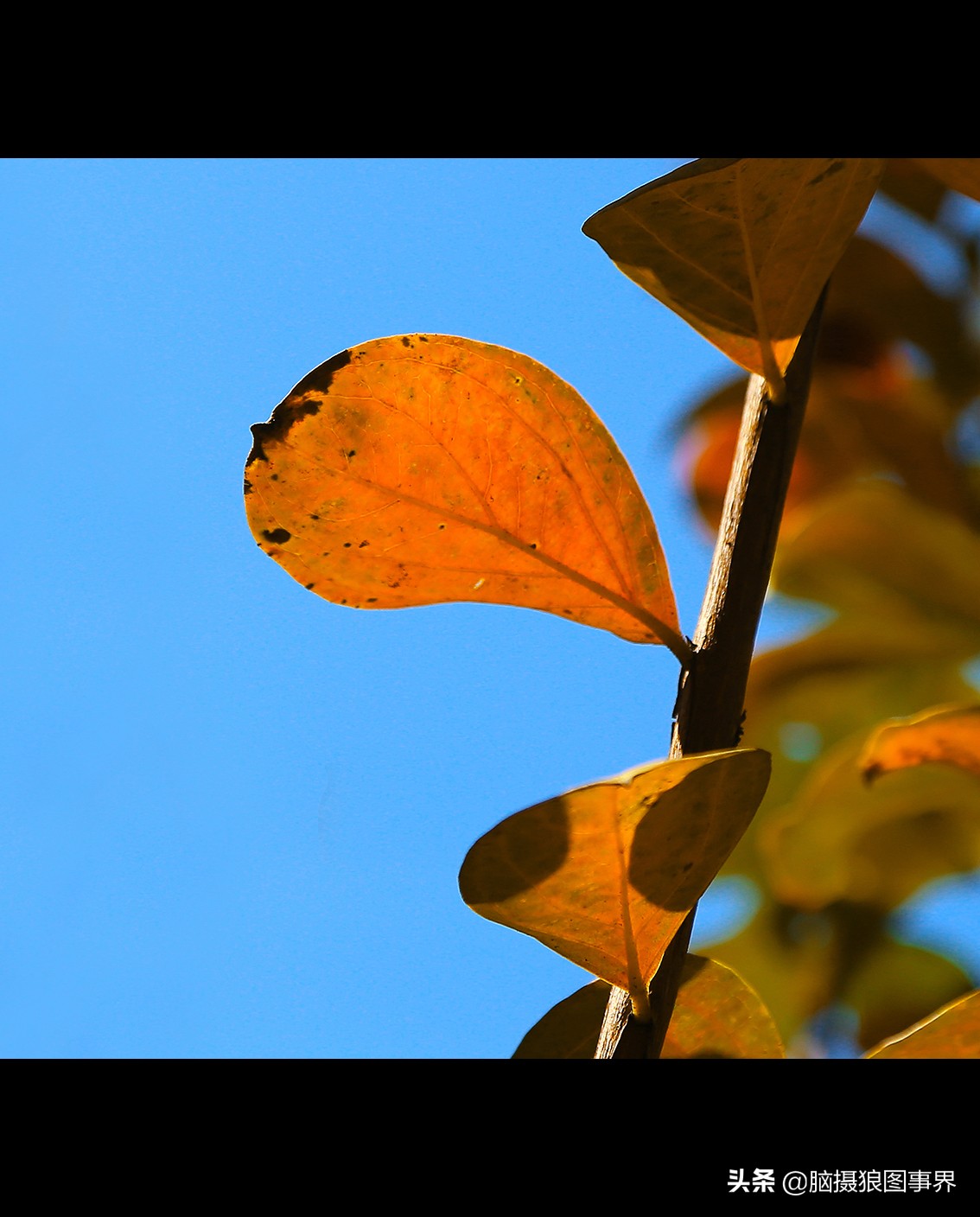 16张照片的风景大片,特别好看的花照片背景图
