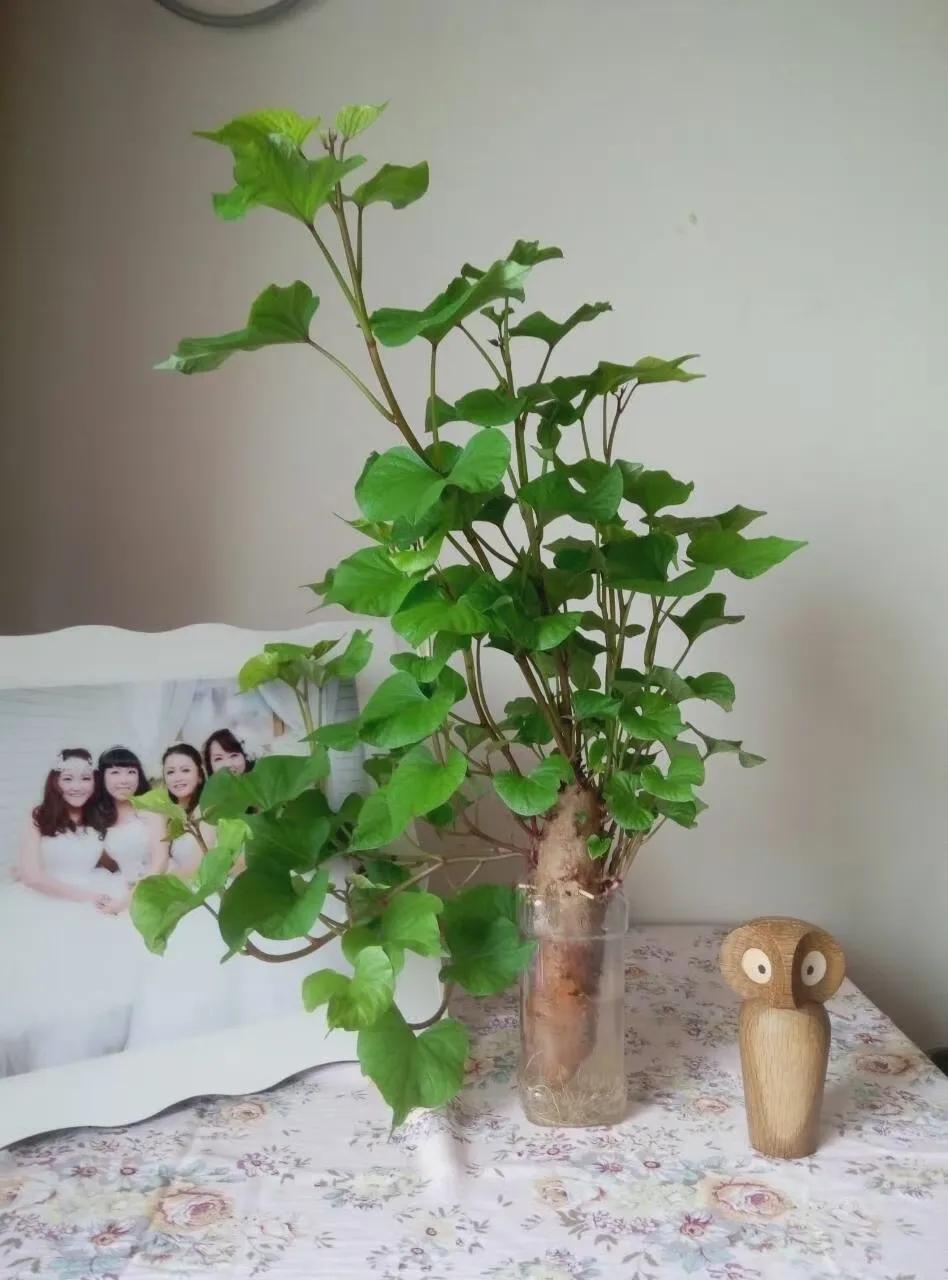 把红薯当绿植养,把红薯当花种