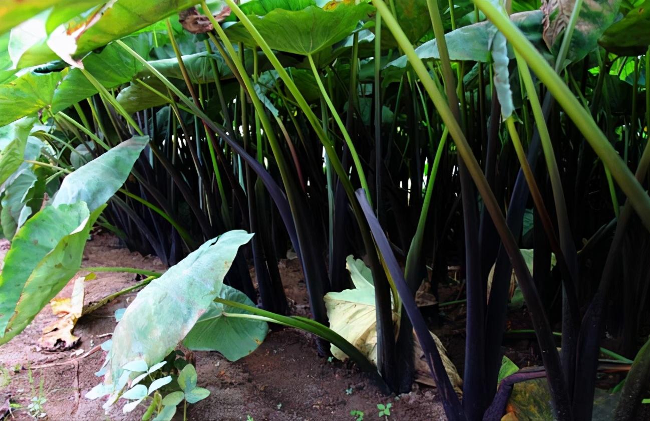 南方芋头高产种植技术与管理方法,荔浦芋头的种植方法和技术视频