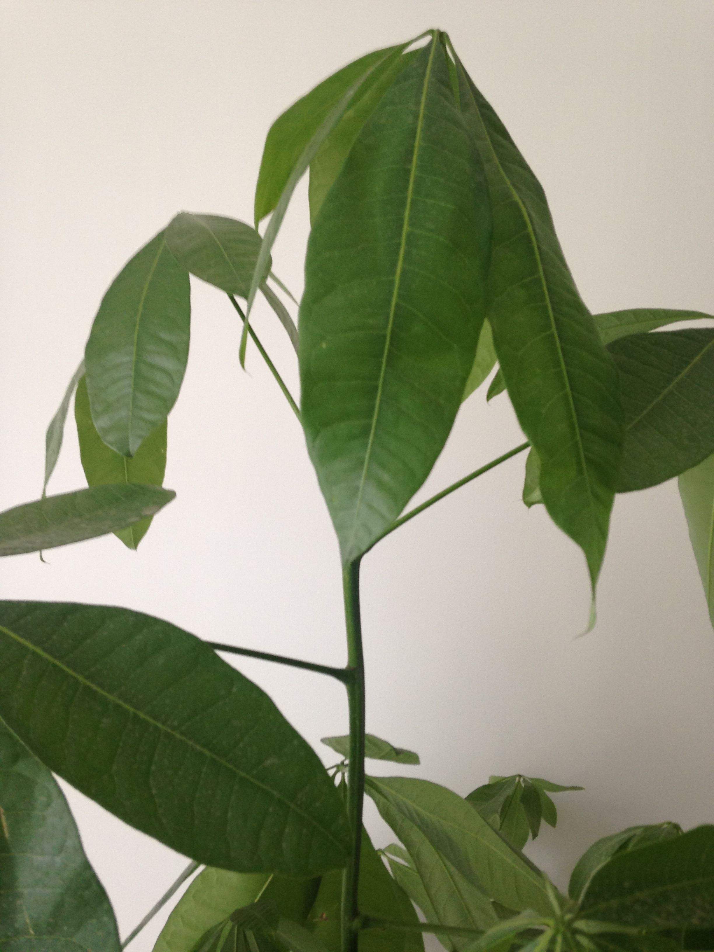 发财树叶子低垂怎么回事,发财树叶子不舒展卷曲怎么办