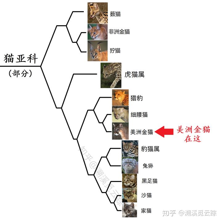 有哪些容易被认错的动物,容易被欺负的动物有哪些