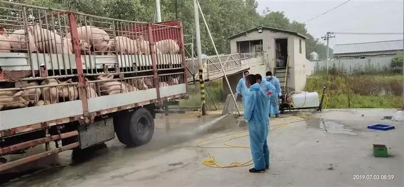 猪场非洲猪瘟情解除后，咋复养？