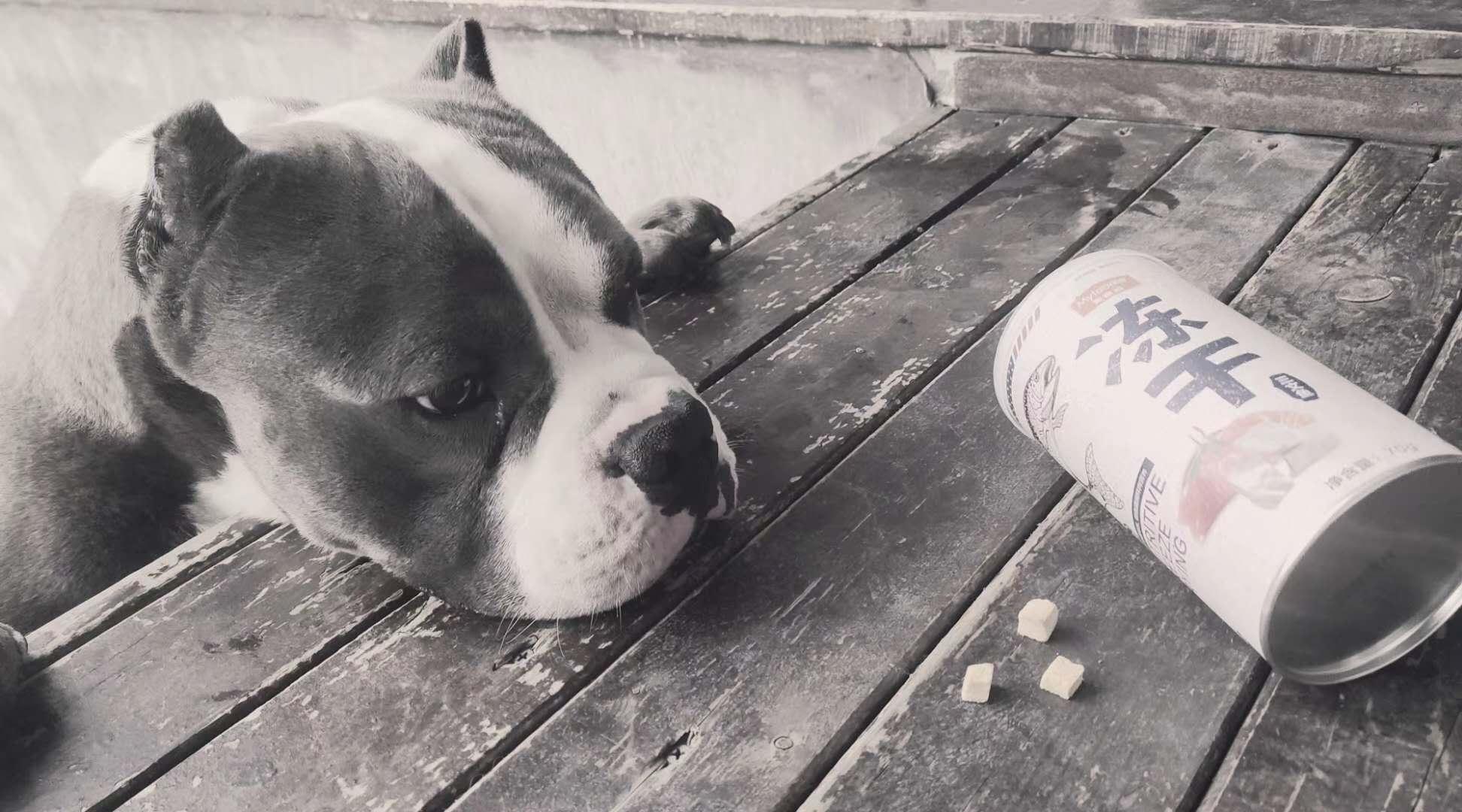 宠物寄养有什么威胁,宠物寄养店风险