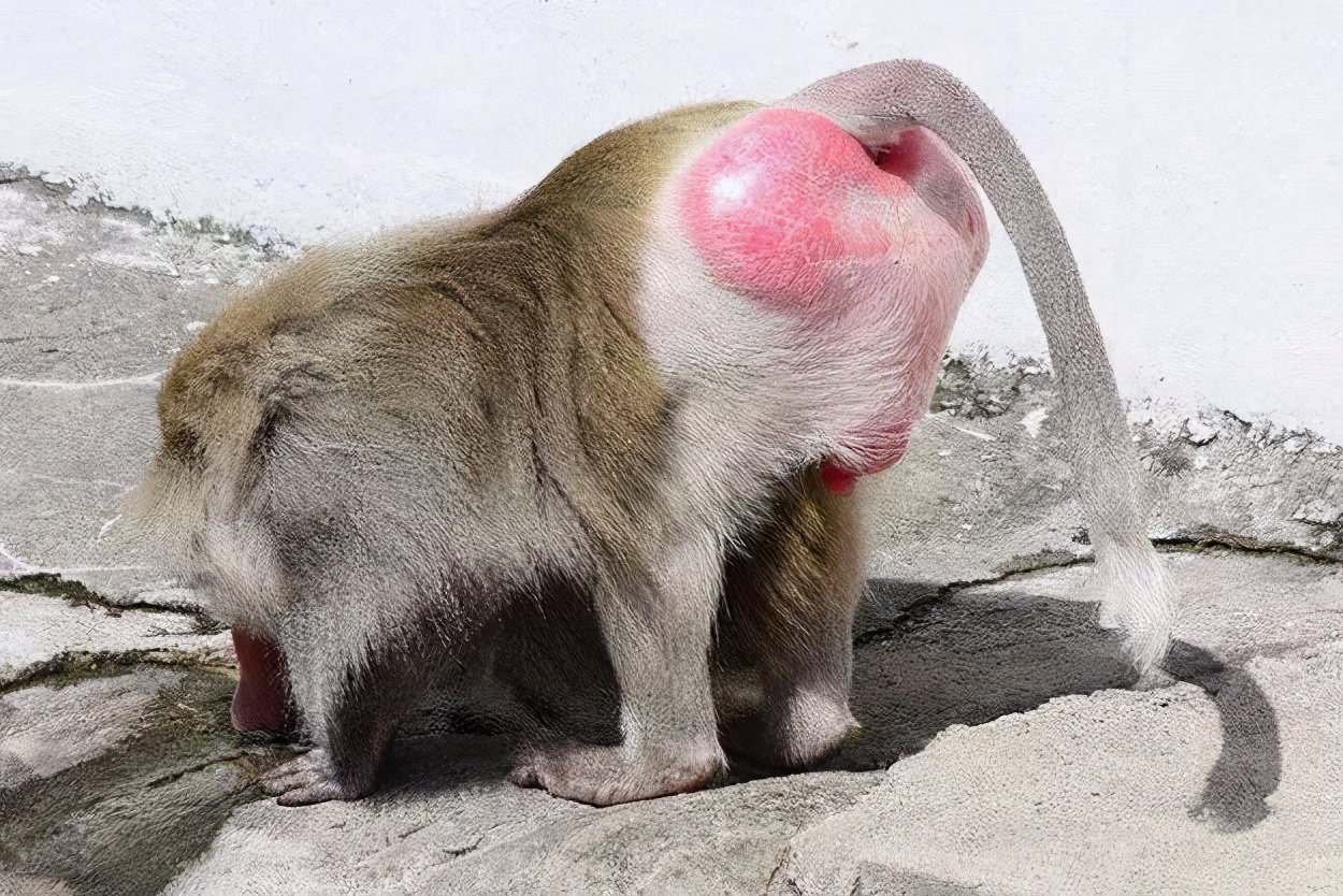 女人没有发情信号?胸部其实就是信号