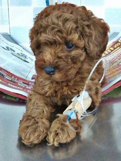 泰迪洗澡受凉吐黄水,泰迪吐黄水怎么回事怎么办