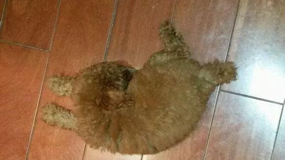 怎么教狗持续站立,不要轻易去教狗站立