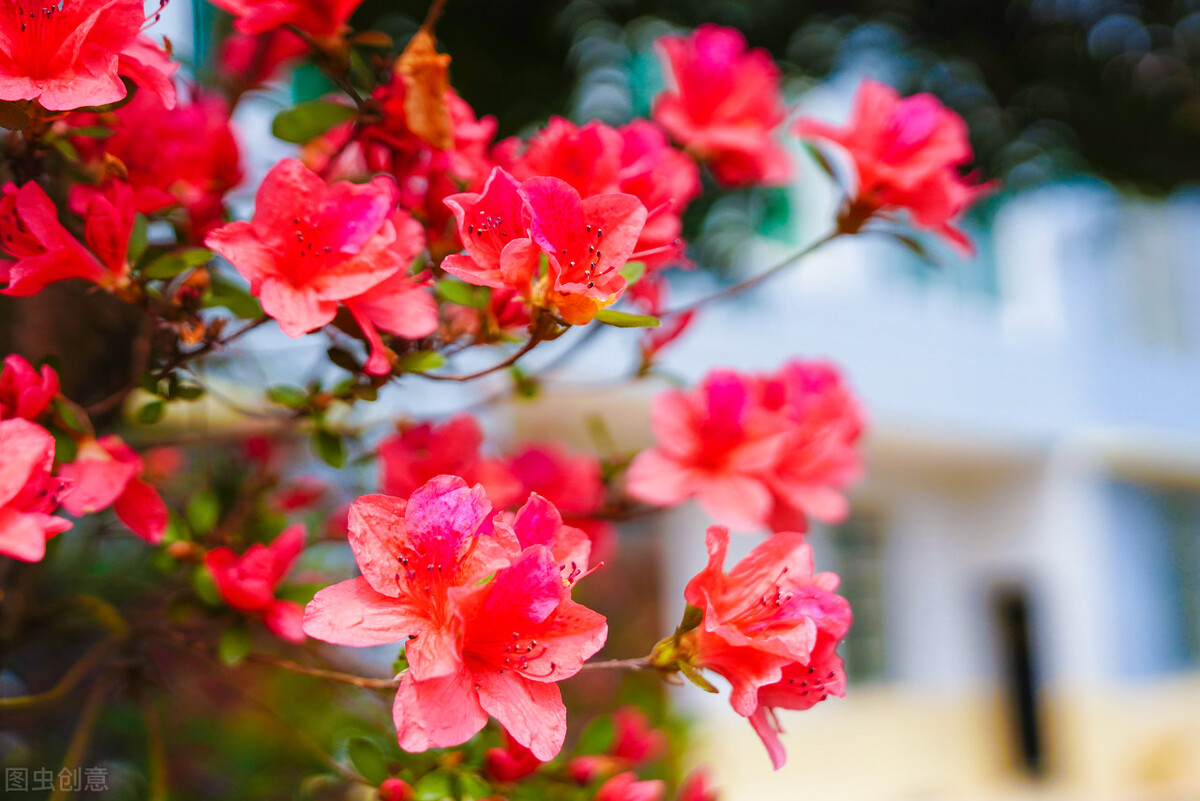 生日鲜花用哪几种花,代表友谊长存和生日快乐花语的花