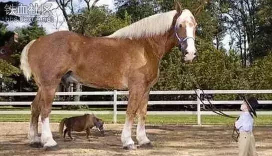 世界十大不寻常宠物,全球最稀有的宠物