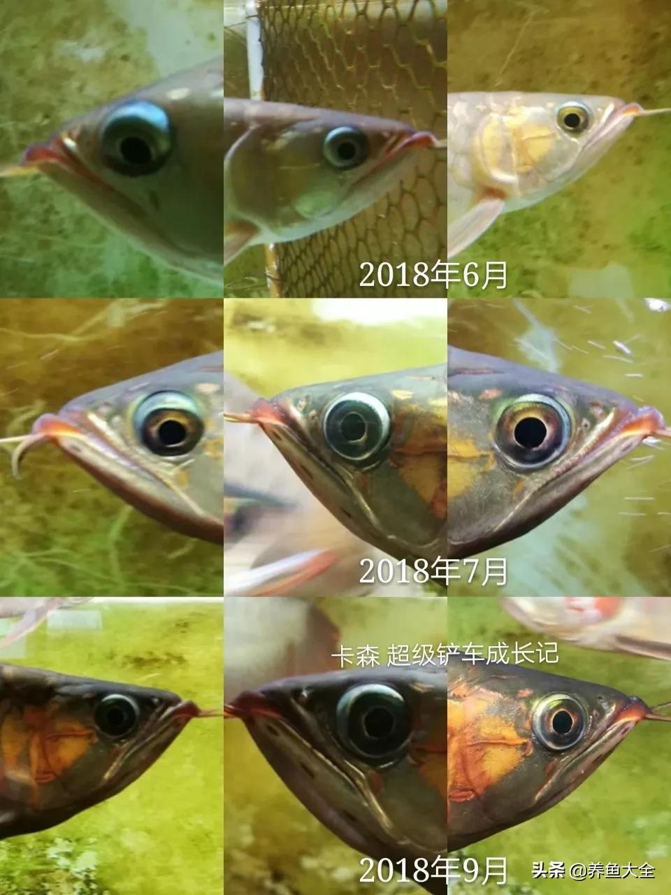 养红龙苗,养红龙如何搭配其他鱼