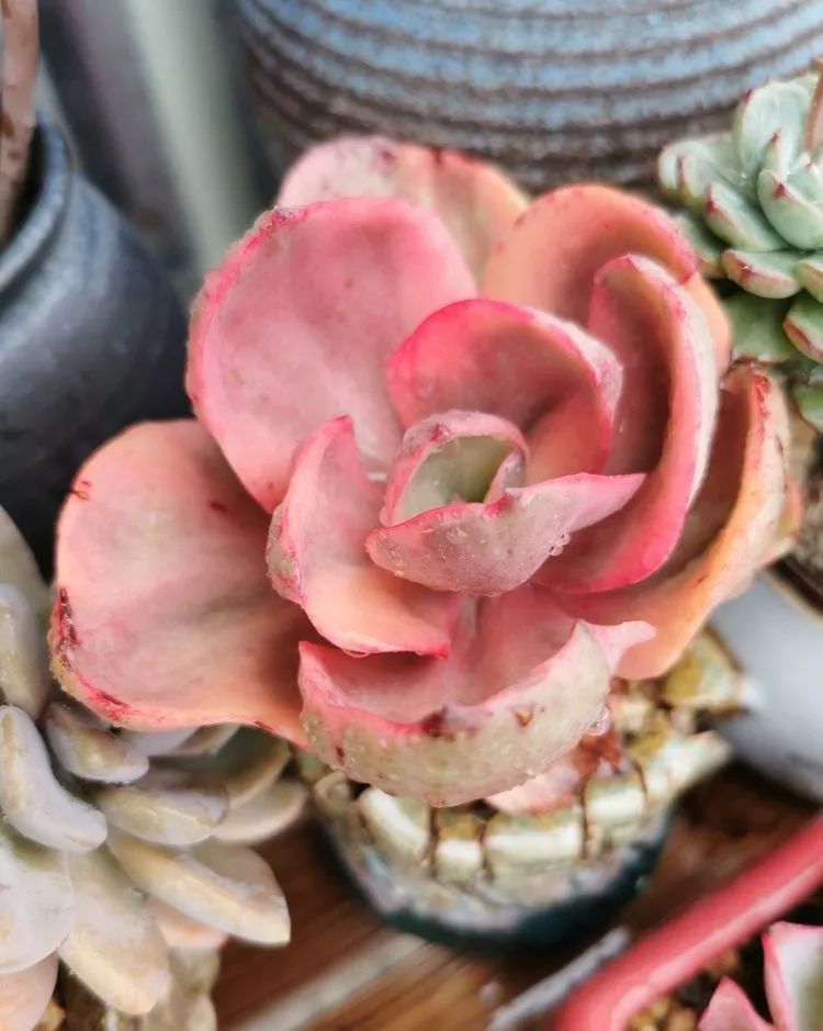 养多肉的人生感悟,人生如同养花