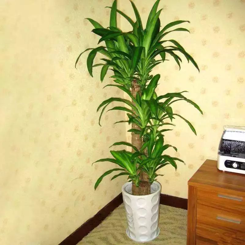 能吸甲醛的植物花卉,吸甲醛的十大植物有哪些