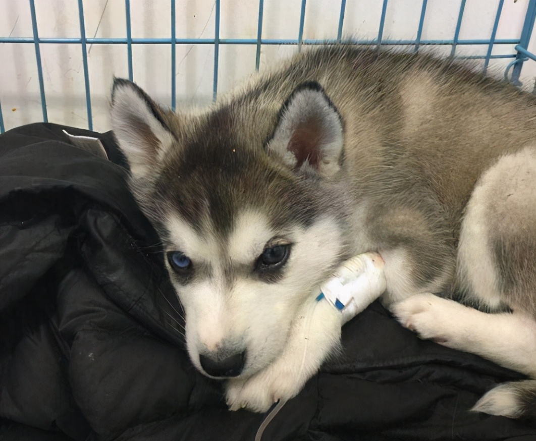 最正确的哈士奇饲养方法,哈士奇怎样正确饲养