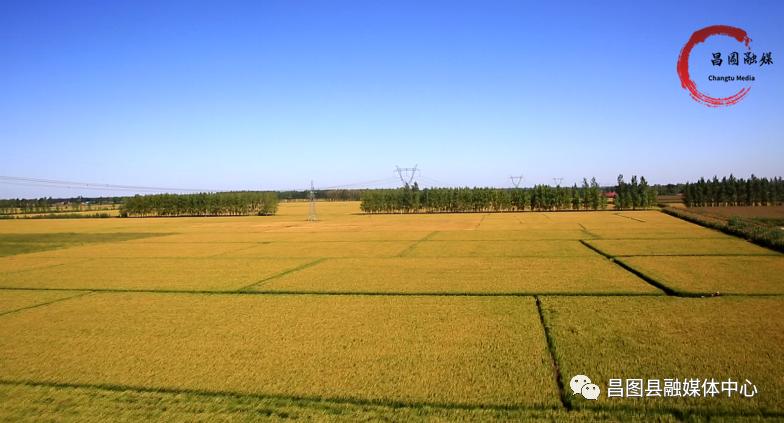 规划引领乡村振兴产业项目,支柱产业带动乡村振兴方案